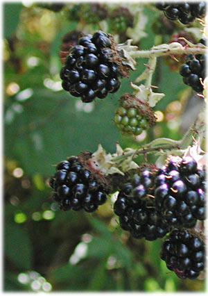 Blackberries on the Vine