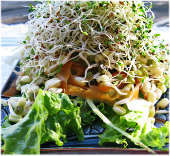 Home Grown Sprout Salad