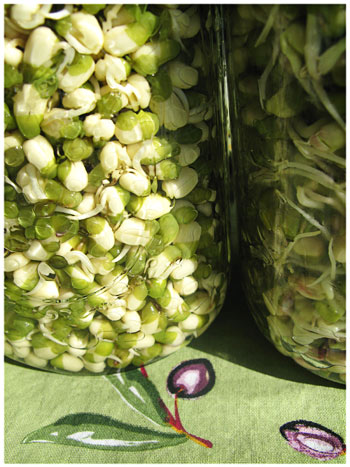 Mung Beans