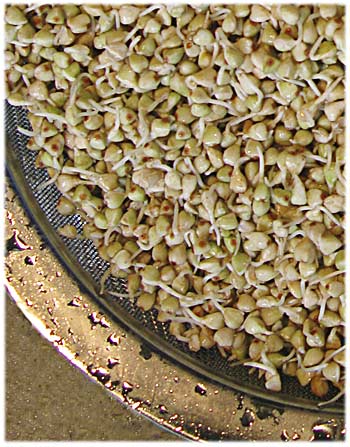 Buckwheat Sprouts