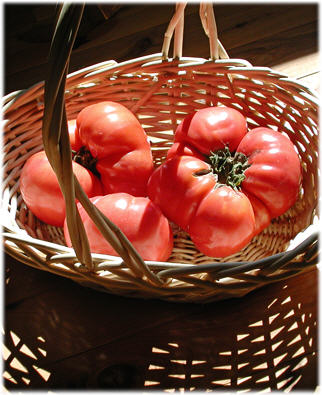 Summer Tomatoes