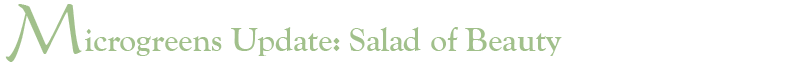 Salad of Beauty